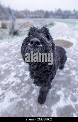 Chester, Großbritannien. 12.. Dezember 2022. Ein schwarzer russischer Terrier genießt das kalte Wetter in Chester, Großbritannien. Kredit: Simon Hyde/Alamy Live News. Stockfoto