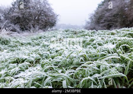 Chester, UK. 12th Dec, 2022. A sea of grass on a frosty morning at The Meadows in Chester, UK. Credit: Simon Hyde/Alamy Live News. Stock Photo