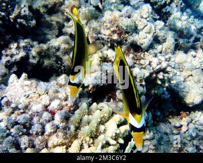 Eritreischer Butterflyfish im Roten Meer (Chaetodon paucifasciatus) Stockfoto