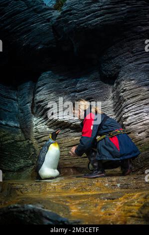 ACHTUNG HERAUSGEBER - VERTEILT BILDER - NUR REDAKTIONELLE VERWENDUNG - OBLIGATORISCHE GUTSCHRIFT "ZOO ANTWERPEN - JONAS VERHULST" Dieses Handout-Bild, das vom Zoo Antwerpen verteilt wird, zeigt ein Königspinguin-Küken, das seinen Eltern am Mittwoch, den 14. September 2022, im Zoo von Antwerpen gebracht wird. BELGA FOTO HANDOUT ZOO ANTWERPEN - JONAS VERHULST Stockfoto