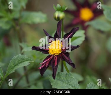 Dahlia „Verrone's Obsidian“ Stockfoto