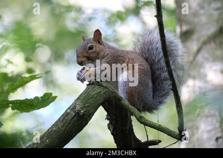 Ein Eichhörnchen und Eine Nuss Stockfoto