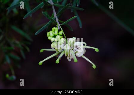 Wollly Grevillea Stockfoto