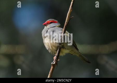 Der Rothaarige Finch Stockfoto