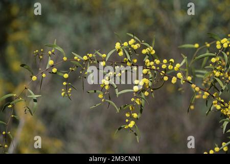 Grün und Gold Stockfoto