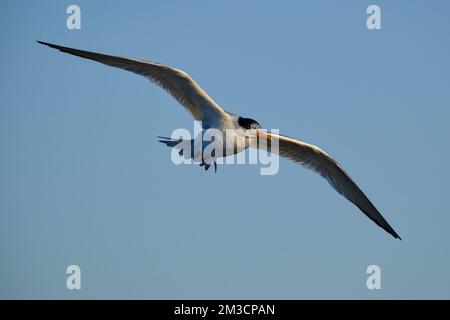 Die Feen-Tern Oben Stockfoto