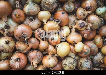 Zwiebel Vollformat Draufsicht auf frisch geerntete Zwiebeln aus biologischem Anbau Stockfoto