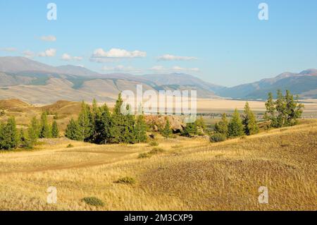 Eine Gruppe von Nadelbäumen an einem Hang einer hügeligen Steppe mit Blick auf die Berge an einem warmen Herbsttag. Kurai Steppe, Altai, Sibirien, Russland. Stockfoto