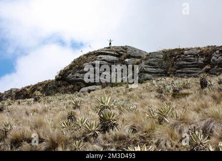 Sumapaz Paramos Landscape in der Nähe von Bogot. Kolumbien. Ein Mann auf einem Hügel mit Armen, endemischen Pflanzen-„Frailejones“-Felshügeln und blauem Himmel. South Amrica, Kolumbien Stockfoto