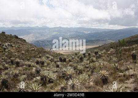 Sumapaz Paramos Landschaft in der Nähe von Bogot. Kolumbien mit endemischen Pflanzen „frailejones“ und dem Hintergrund der Anden. Südamrica, kolumbianische Hügel. Stockfoto