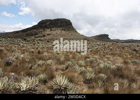 Landschaft von Sumapaz Paramo in der Nähe von Bogot. Kolumbien mit endemischen Pflanzen „frailejones“ Felsen und Bergen South Amrica, kolumbianische Hügel. Wandern, Sport Stockfoto