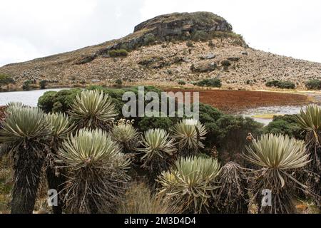 Landschaft von Sumapaz Paramo in der Nähe von Bogot. Kolumbien mit endemischer Pflanze „frailejones“ mit trockenem See, Felsenbergen und den anden im Süden von Amrica, Stockfoto