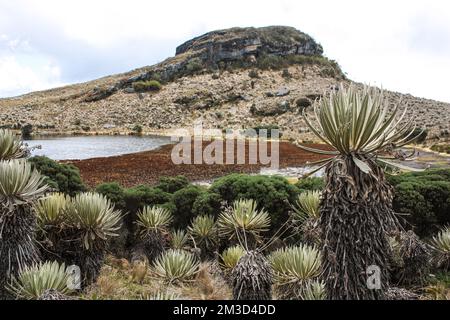 Landschaft von Sumapaz Paramo in der Nähe von Bogota Colombia, mit endemischen Pflanzen „frailejones“ mit See und Felsenberg. Stockfoto