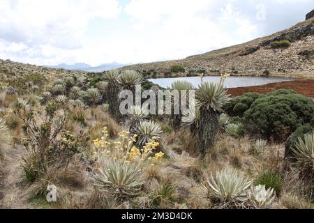 Landschaft von Sumapaz Paramo in der Nähe von Bogot. Kolumbien mit endemischen Pflanzen „frailejones“ und gelben Blumen, mit See und Felsenberg Stockfoto