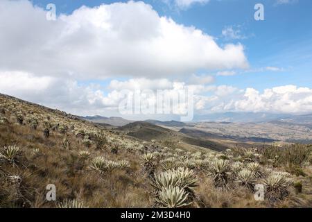 Sumapaz Paramos Landschaft in der Nähe von Bogot. Kolumbien mit endemischen Pflanzen „frailejones“ und dem Hintergrund der Anden. Südamrica, kolumbianische Hügel Stockfoto