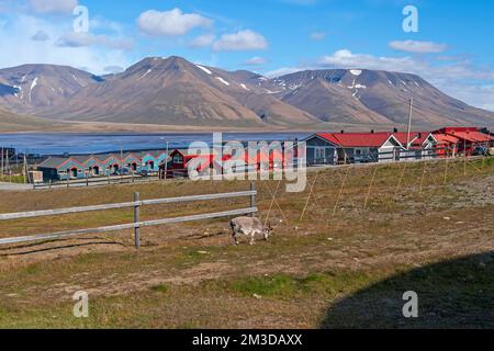 Rentierfütterung in der Stadt Longyearbyen, Norwegen auf den Svalbard-Inseln Stockfoto