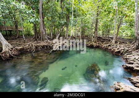 Tropische Bäume Wurzeln in Sumpfwäldern und kristallklarem Wasserkanal im Tha Pom Klong Song Nam Mangroven Feuchtgebiet Krabi Thailand wunderschöne Natur V Stockfoto