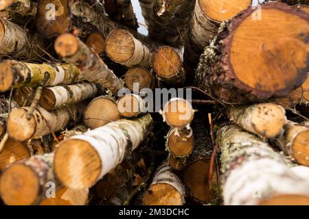 Entwaldung, Waldzerstörung. Stapel, Stapel von vielen Sägeblättern von Kiefern. Stockfoto