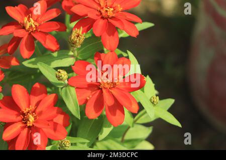 Orangenzinnien blühen im Garten Stockfoto