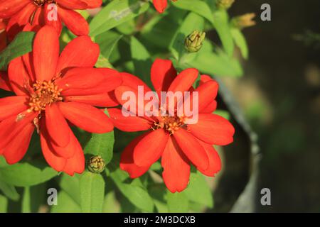 Blühende orange Zinnia Blume auf grünem Hintergrund in einem Sommerfoto während der Sommerzeit Stockfoto