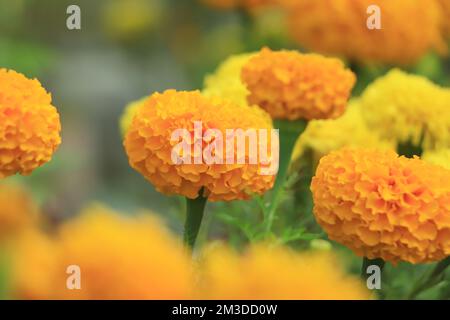 Im Garten blühende Ringelblume Stockfoto