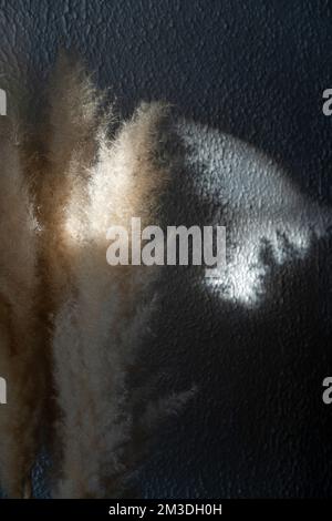 Trockene Vegetation, Tageslicht dringt ein und wirft Schatten auf die Wand, Fuchsschwanz Stockfoto