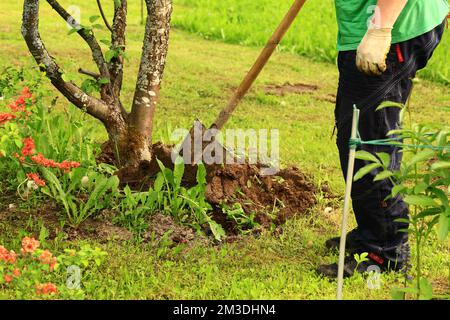 Pflege von Bäumen im Garten. Ein Mann gräbt den Boden unter einem Baum aus Stockfoto