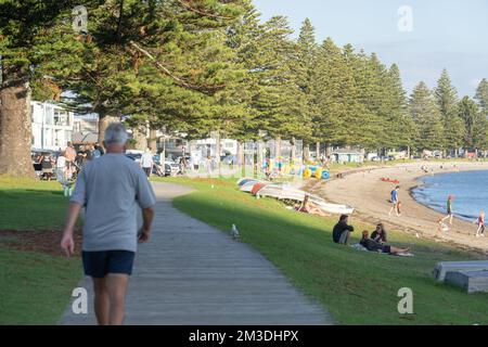 Tauranga Neuseeland - 3 2022. April; hohe Norfolk-Kiefern säumen die Uferpromenade von Pilot Bay im Sommer mit Sonnenanbetern am Strand und Hafen mit Schiffen Stockfoto