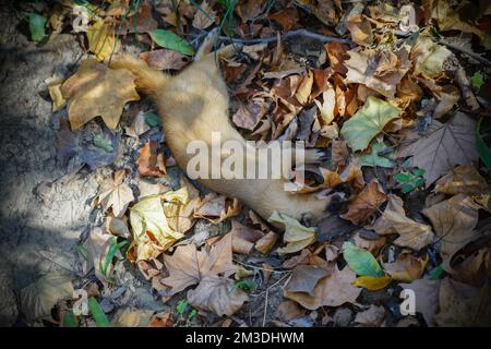 Braunes Dead Wiesel liegt im späten Herbst im Frühwetter auf dem Boden mit heruntergefallenen Blättern Stockfoto