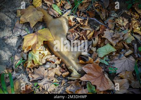 Braunes Dead Wiesel liegt im späten Herbst im Frühwetter auf dem Boden mit heruntergefallenen Blättern Stockfoto