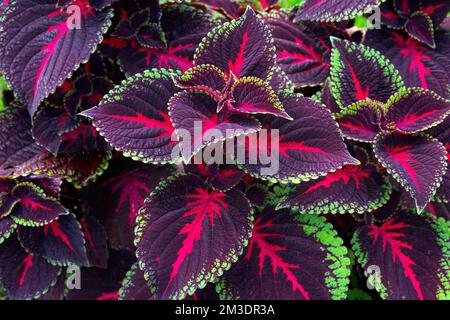 Coleus blamei Hybrid — bemalte Brennkessel (Plectranthus scutellarioides) Stockfoto