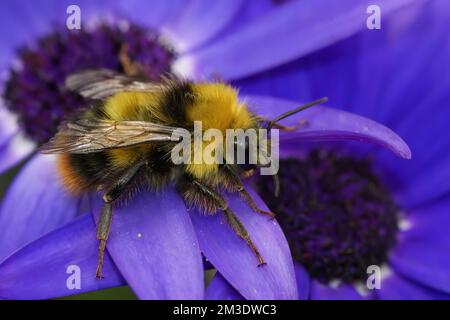 Detailgetreue, farbenfrohe Nahaufnahme einer gelben männlichen frühen Hummel, Bombus pratorum, auf einer brillanten blauen Blume Stockfoto