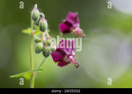 Dusky Crane's Bill (Geranium phaeum), trauernde Witwe oder Schwarze Witwe, ist eine krautige Pflanzenart in der Familie Geraniaceae. Stockfoto