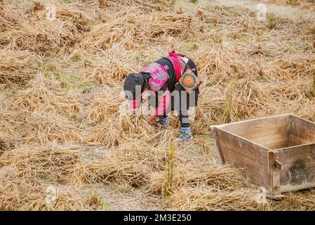 Ältere Frau sammelt trockenes Gras auf dem Feld. China. Stockfoto