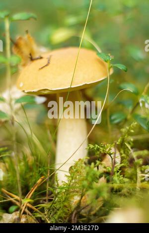 Nahaufnahme der erstaunlichen reifen Pilze aus der orangefarbenen Mütze Boletus edulis, die im Parkwald zwischen grünem Gras, trockenen gefallenen Blättern, Pflanzen, Zweigen wachsen. Selektive Fokussierung Stockfoto