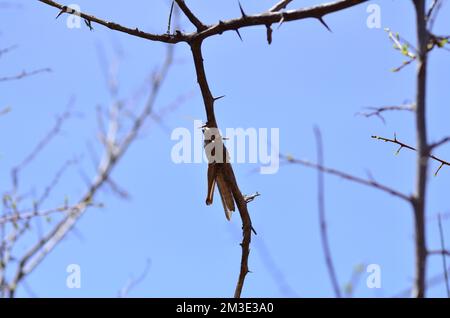 afrikanische Wüstenheule in namibia Afrika Pest Grashopper Stockfoto