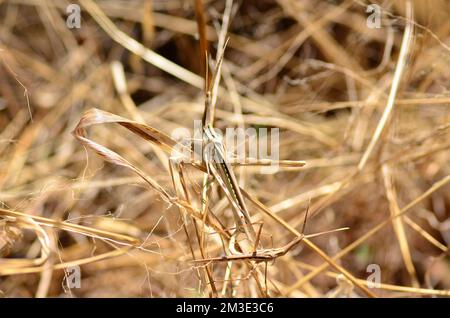 afrikanische Wüstenheule in namibia Afrika Pest Grashopper Stockfoto