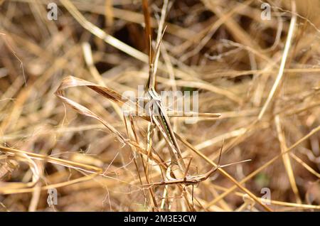 afrikanische Wüstenheule in namibia Afrika Pest Grashopper Stockfoto