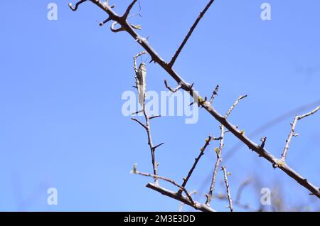 afrikanische Wüstenheule in namibia Afrika Pest Grashopper Stockfoto