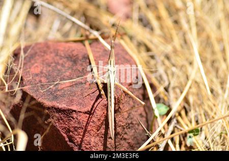 afrikanische Wüstenheule in namibia Afrika Pest Grashopper Stockfoto