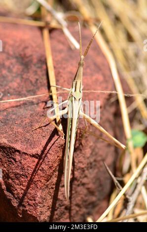 afrikanische Wüstenheule in namibia Afrika Pest Grashopper Stockfoto