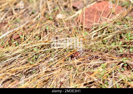 afrikanische Wüstenheule in namibia Afrika Pest Grashopper Stockfoto