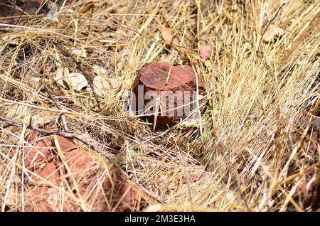 afrikanische Wüstenheule in namibia Afrika Pest Grashopper Stockfoto