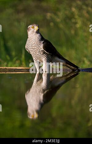 Havik bij drinkplaats; Northern Goshawk bei trinken Website Stockfoto