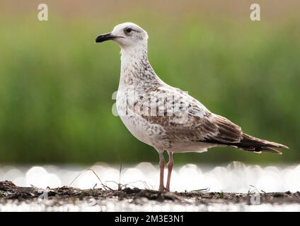 Pontische Meeuw staand op waterkant Caspian Gull stehend an Wasserseite Stockfoto