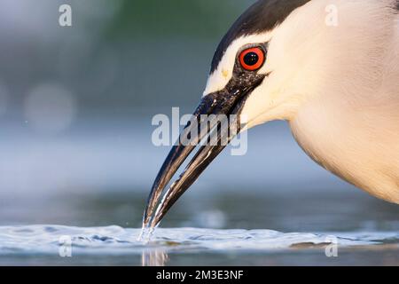 Kwak jagend in Wasser; Schwarz - gekrönte Night Heron Jagd in Wasser Stockfoto