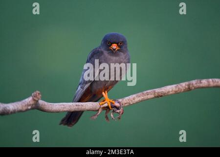 Red-Footed Roodpootvalk, Falcon, Falco vespertinus Stockfoto