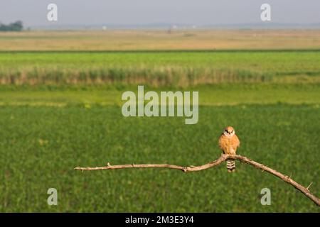 Roodpootvalk, Red-footed Falcon, Falco vespertinus Stockfoto