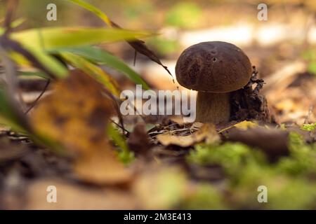 Nahaufnahme des riesigen, im Schatten im Parkwald wuchernden weißen Boletus edulis-cep-Pilzes, umgeben von grünem Gras, trockenen gefallenen Blättern und Pflanzen an sonnigen Tagen. S Stockfoto