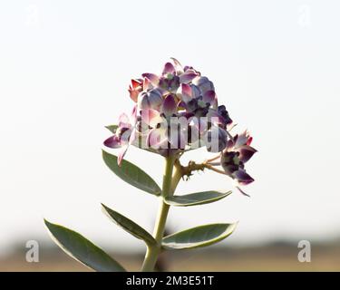 Calotropis-Prosecera-Anlage in der Nahaufnahme. Stockfoto